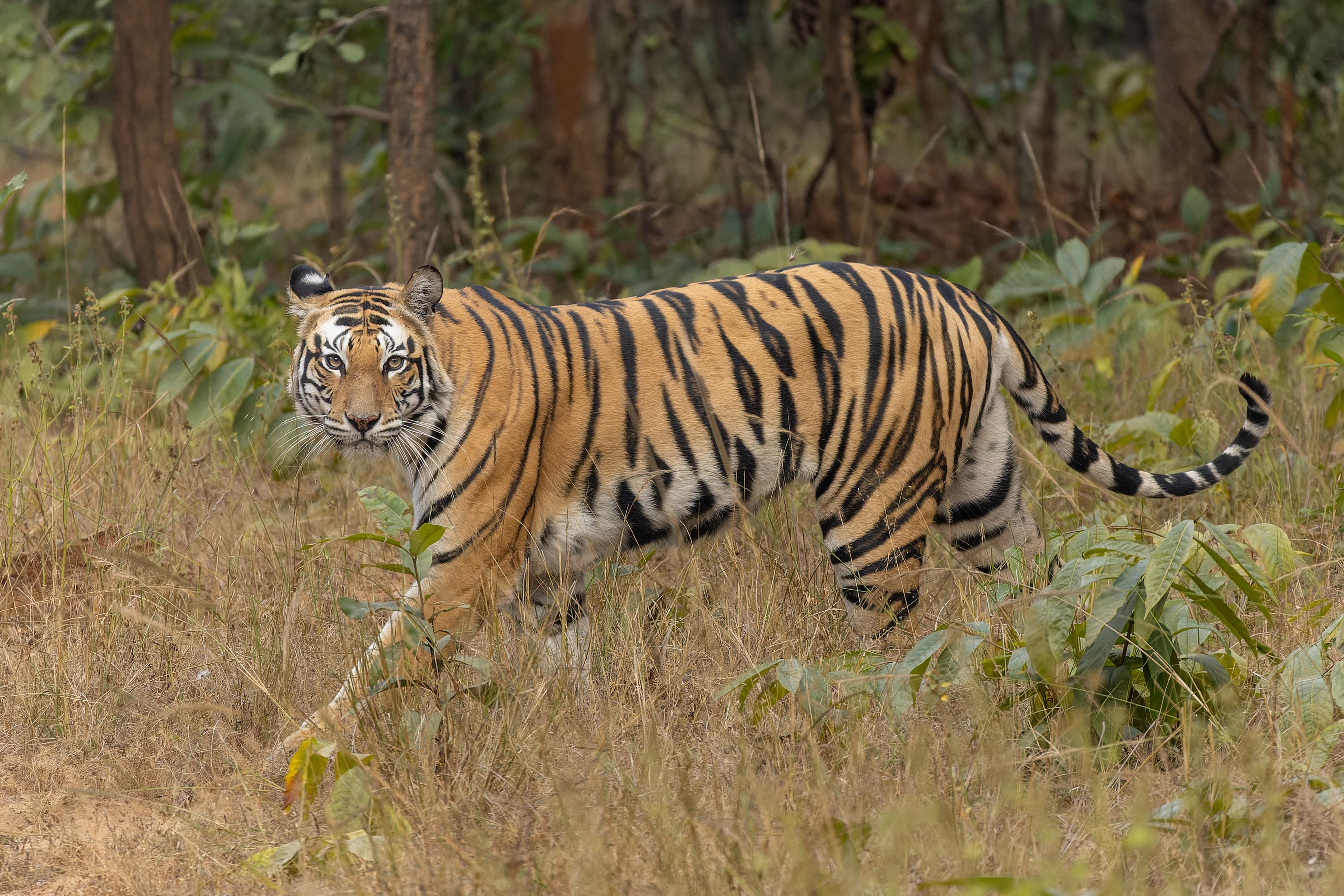 Bengal tiger in an Indian forest